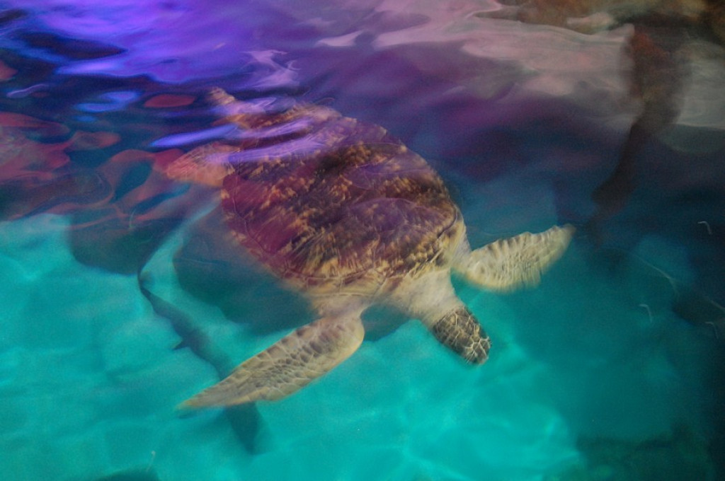 Cichowianie w Dortmundzie
