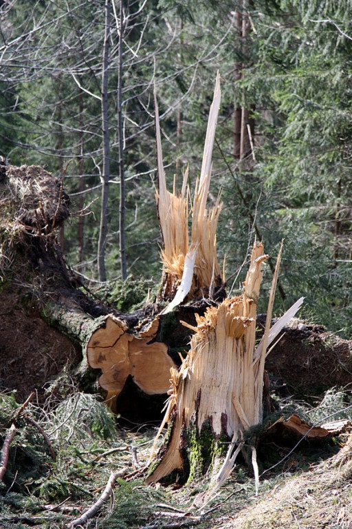 Krokusy w Chochołowskiej
