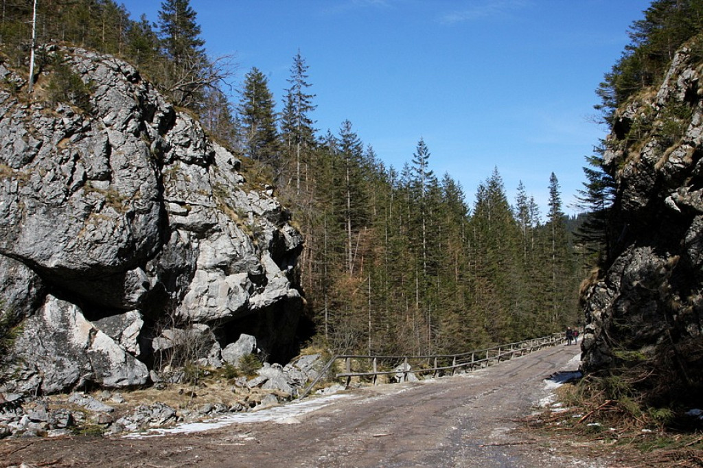 Krokusy w Chochołowskiej
