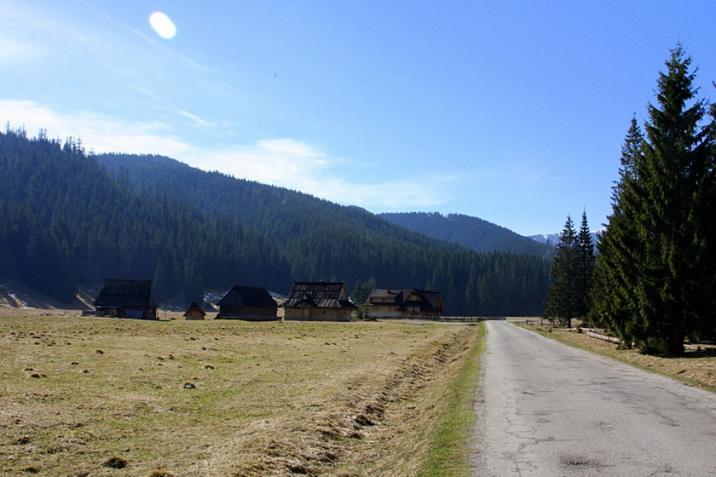 Krokusy w Chochołowskiej