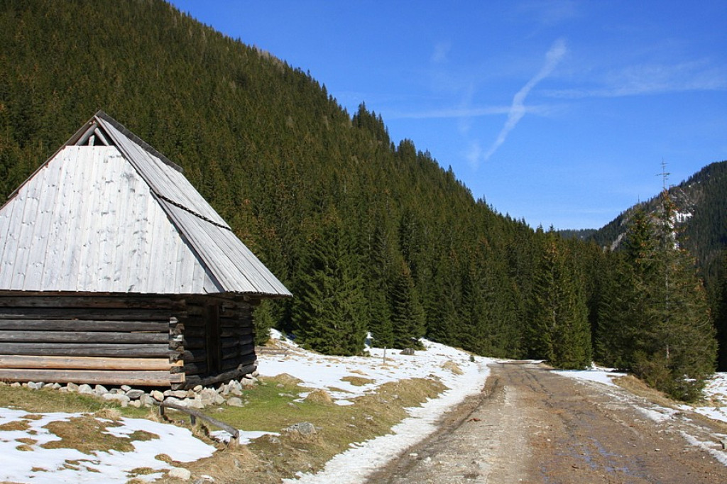 Krokusy w Chochołowskiej