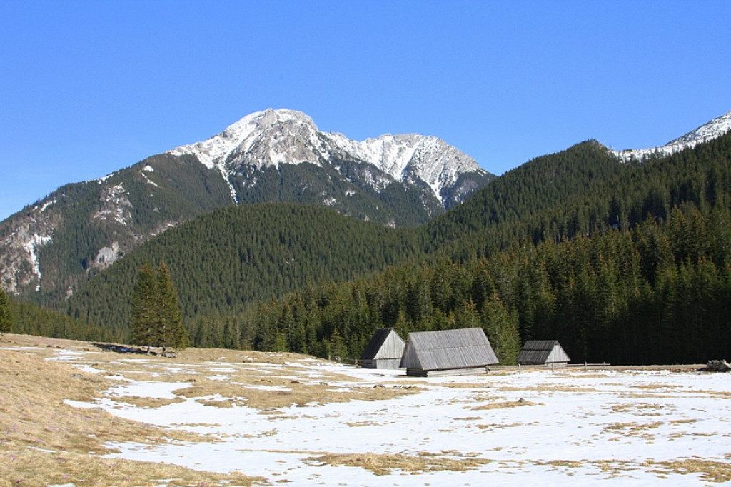 Krokusy w Chochołowskiej