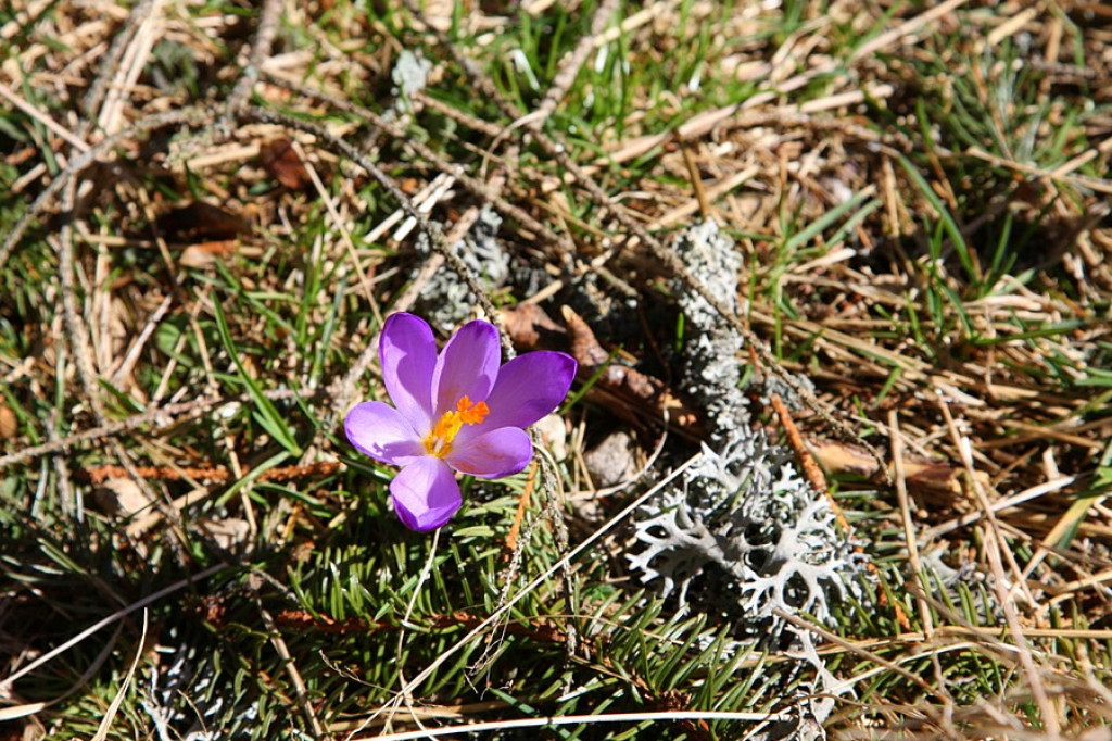 Krokusy w Chochołowskiej