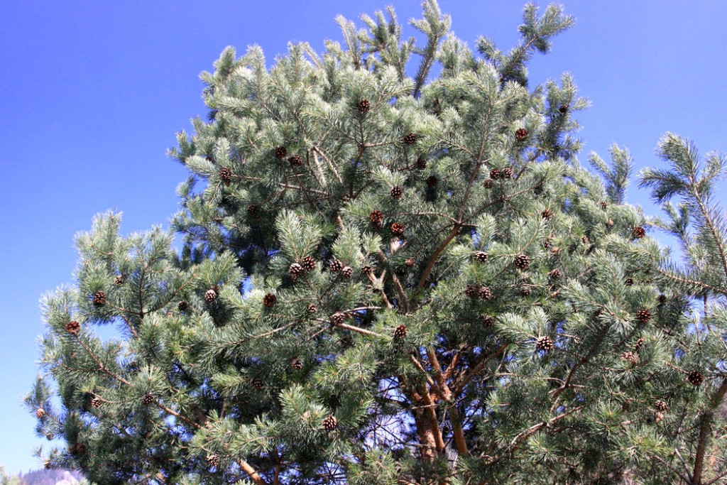 Piękne i opustoszałe Pieniny