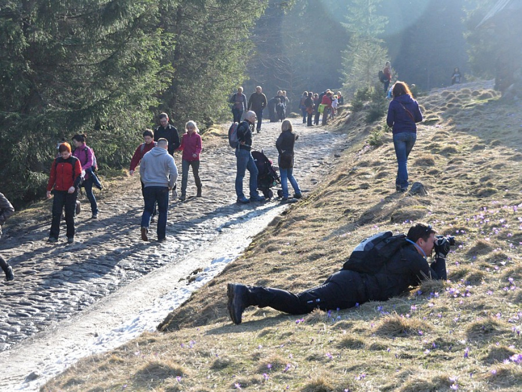 Krokusy w Dolinie Chochołowskiej
