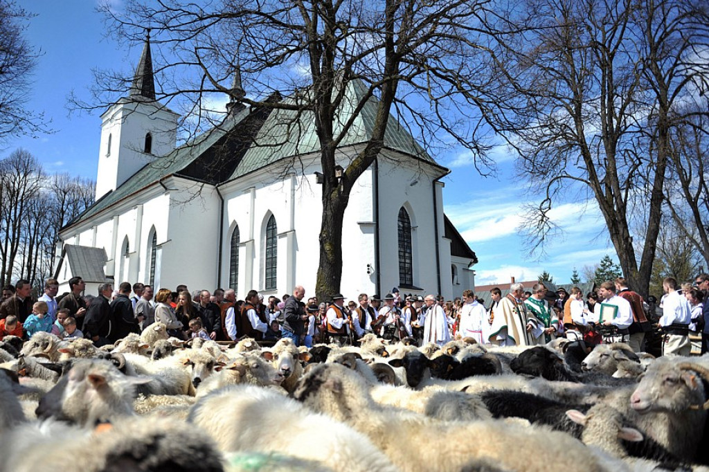 Święto Bacowskie w Ludźmierzu: Kierdel owiec symbolicznie poświęcony