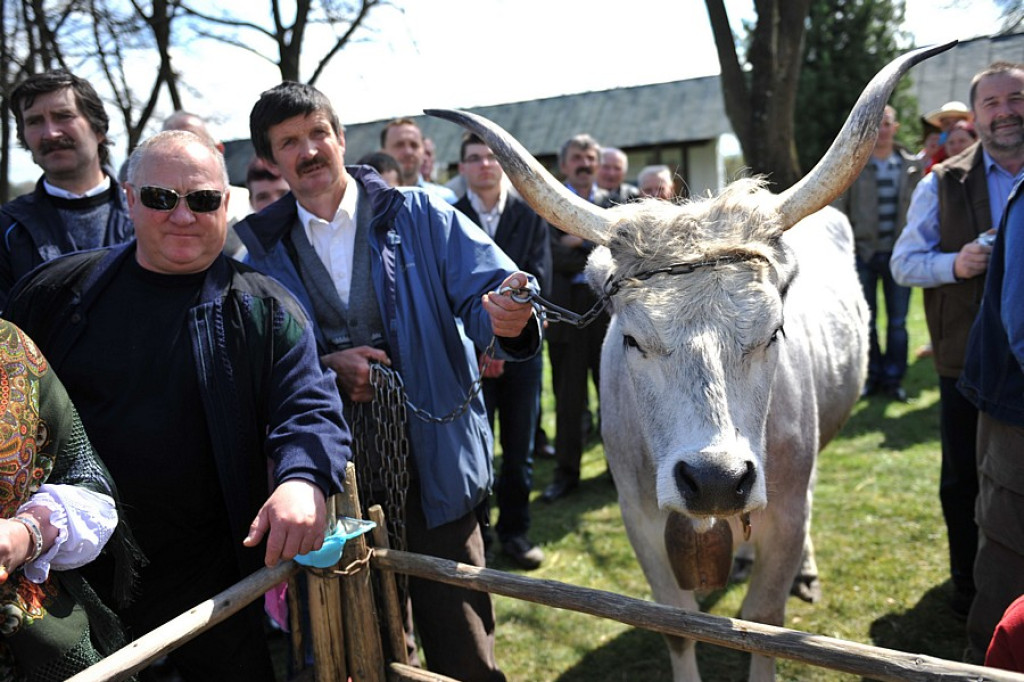 Święto Bacowskie w Ludźmierzu: Kierdel owiec symbolicznie poświęcony