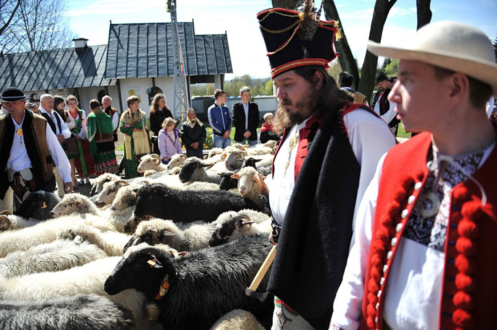 Święto Bacowskie w Ludźmierzu: Kierdel owiec symbolicznie poświęcony