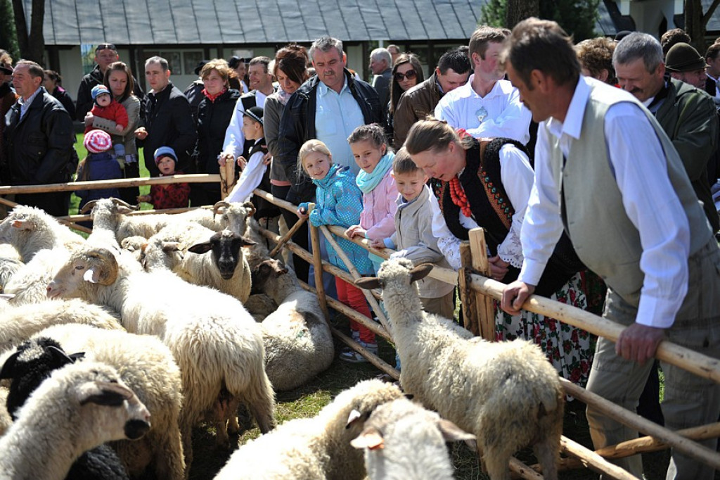 Święto Bacowskie w Ludźmierzu: Kierdel owiec symbolicznie poświęcony