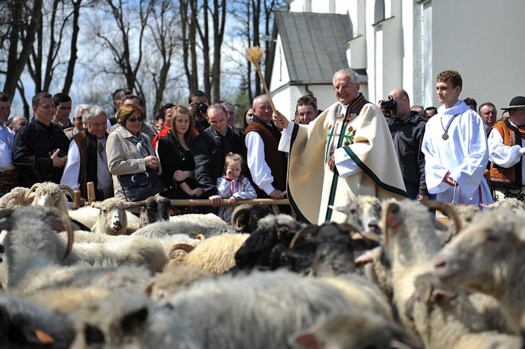 Święto Bacowskie w Ludźmierzu: Kierdel owiec symbolicznie poświęcony