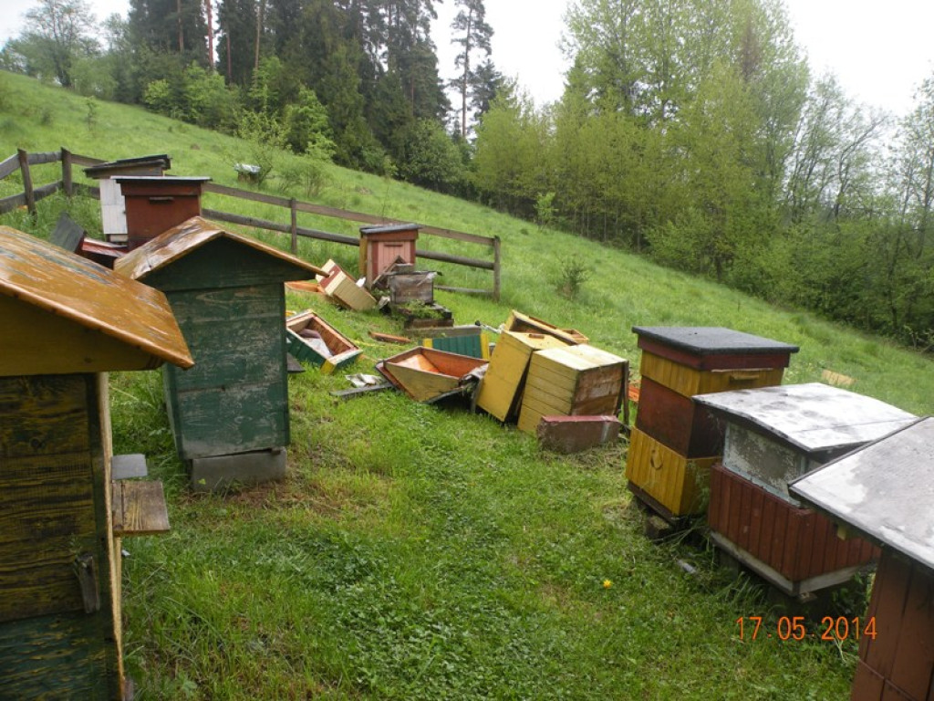 Niedźwiedź grasuje w Gorcach