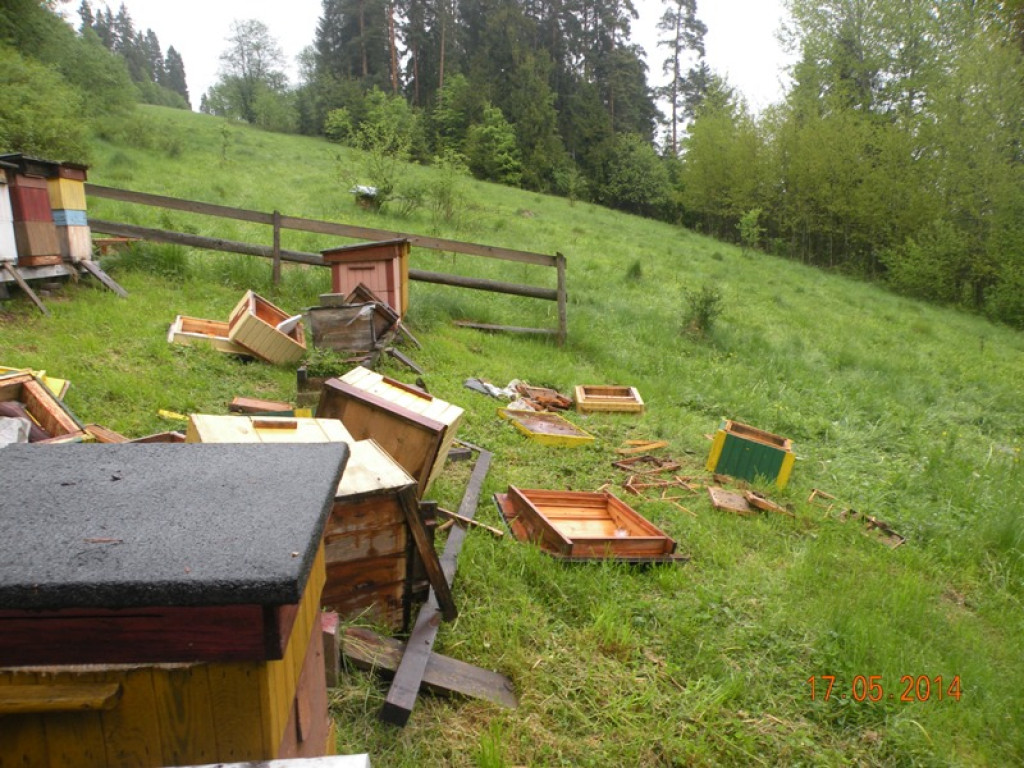 Niedźwiedź grasuje w Gorcach