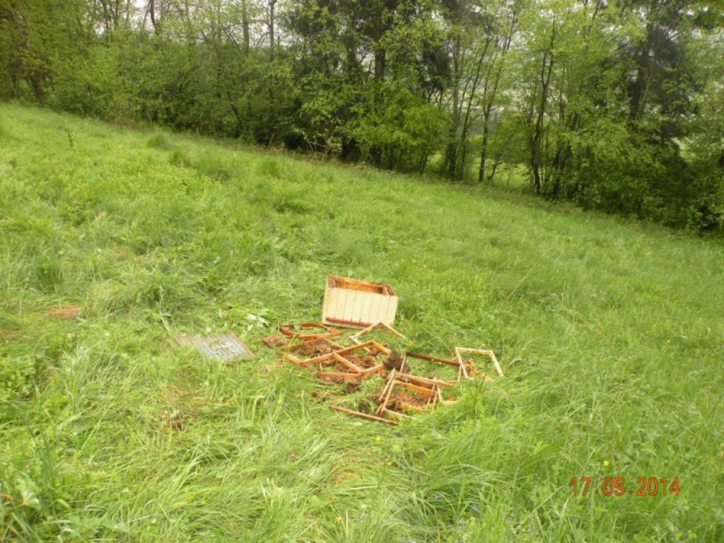 Niedźwiedź grasuje w Gorcach