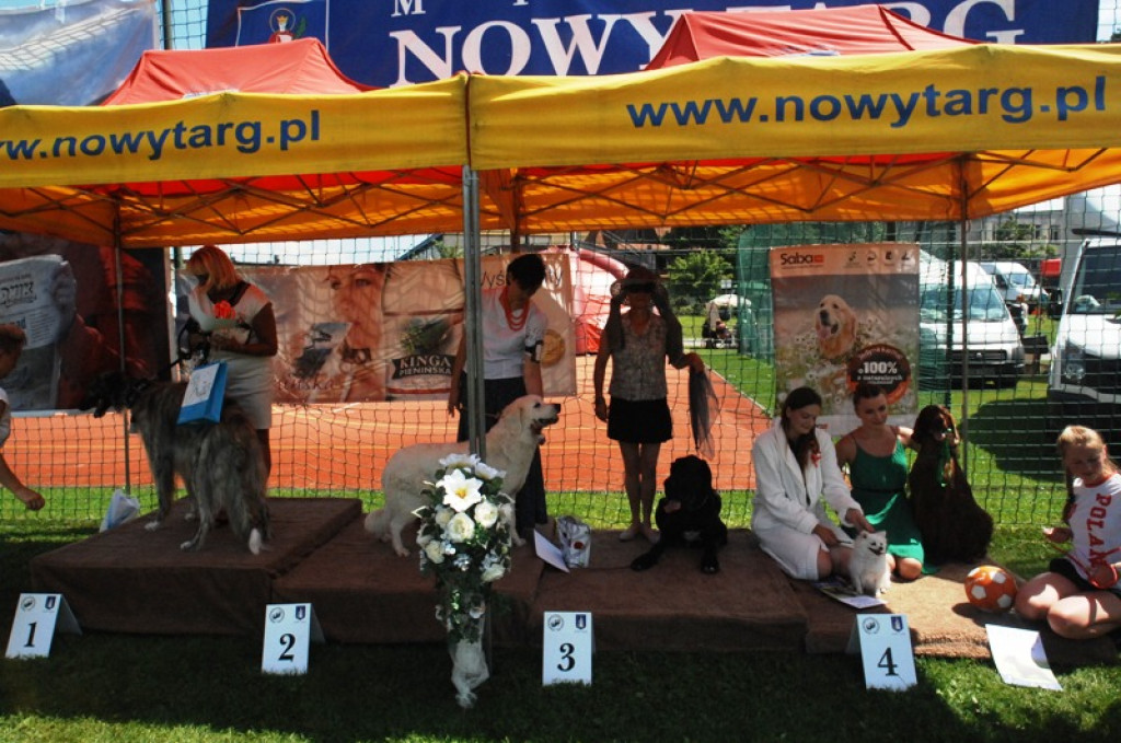 Psie piękności wybrane