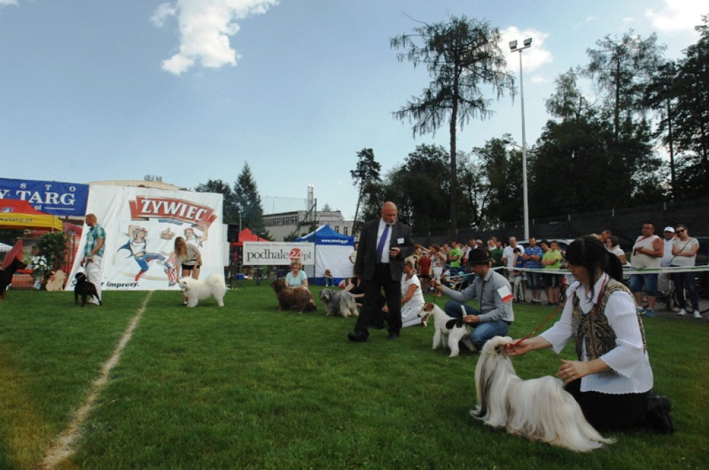 Psie piękności wybrane