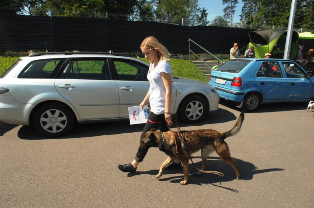 Psie piękności wybrane