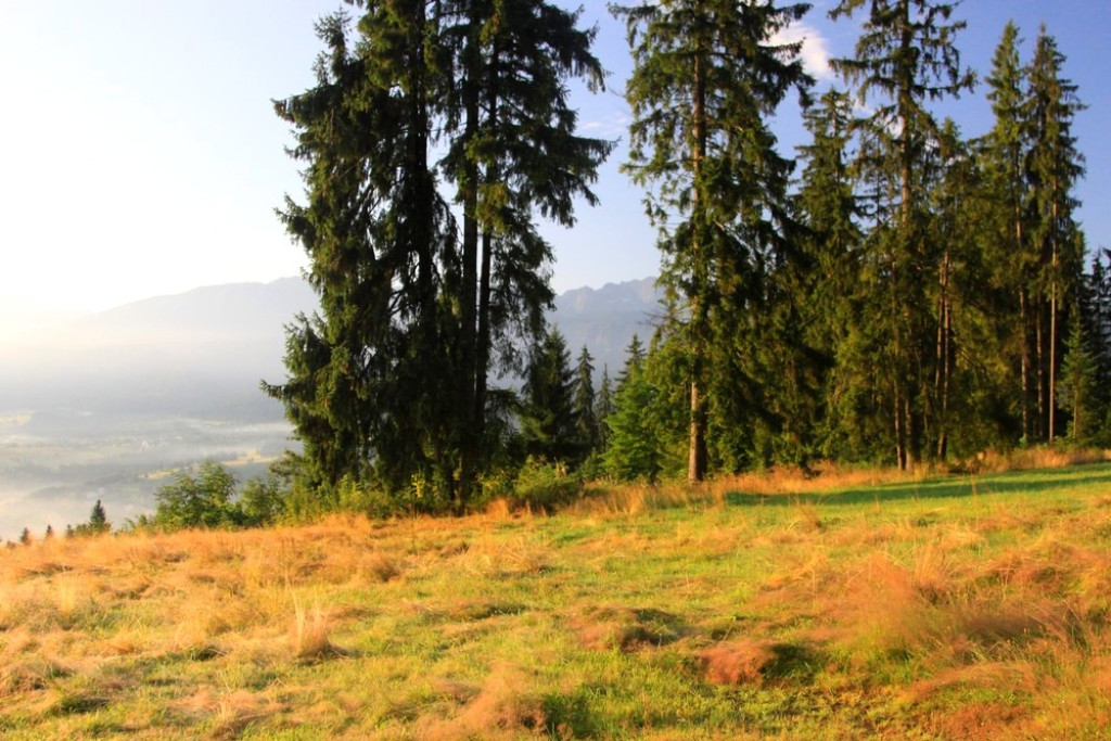 Tatry, mgły i rosa o poranku