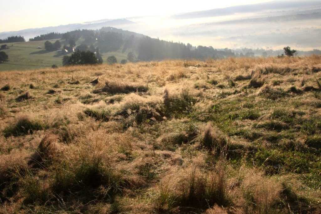 Tatry, mgły i rosa o poranku