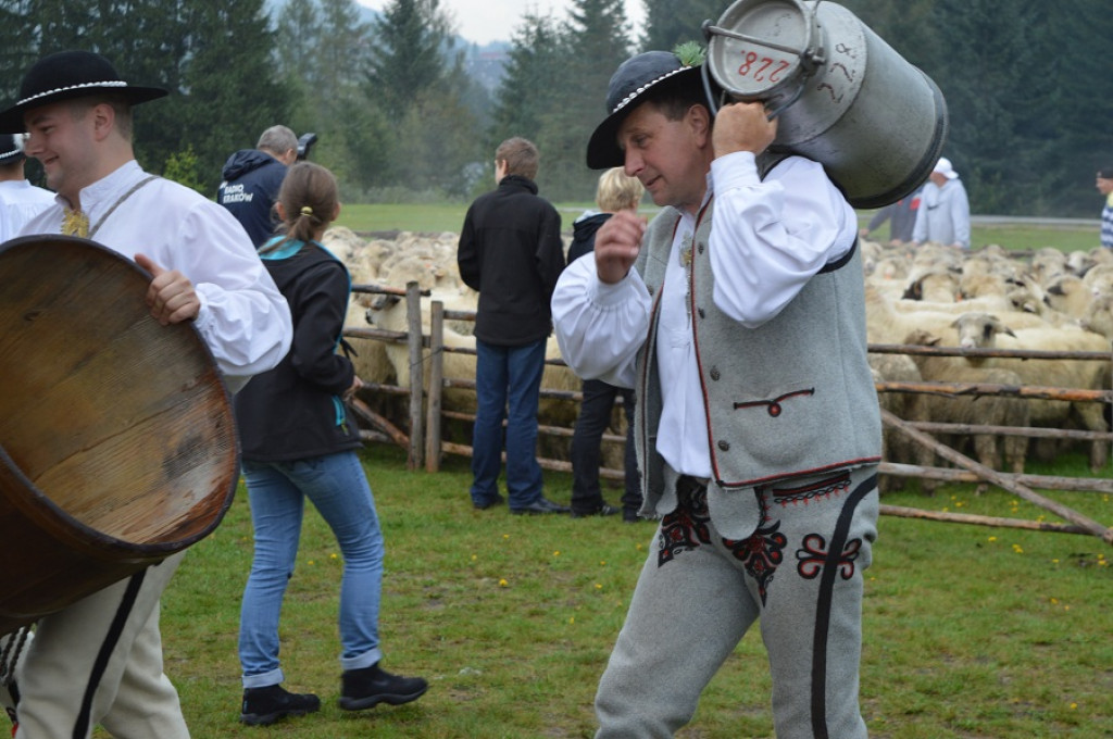 Polaniarski osod w deszczu