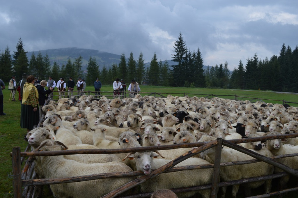 Polaniarski osod w deszczu