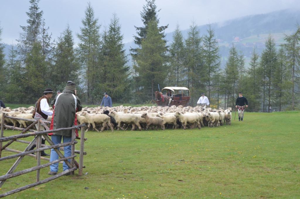 Polaniarski osod w deszczu