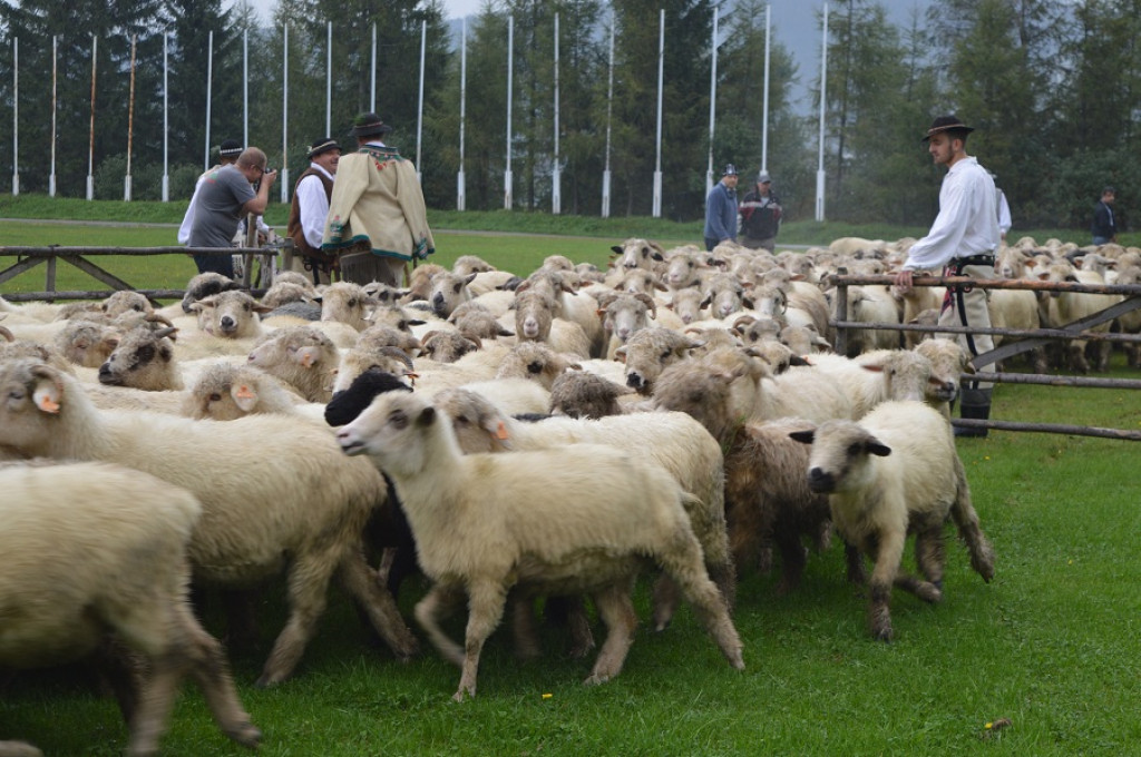 Polaniarski osod w deszczu