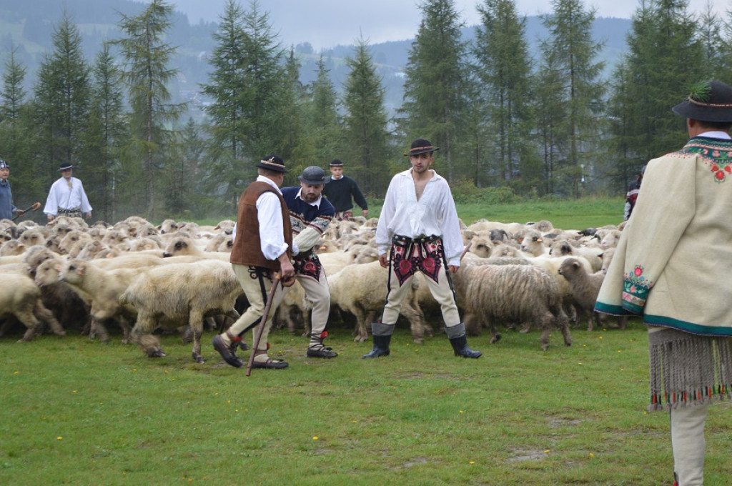 Polaniarski osod w deszczu