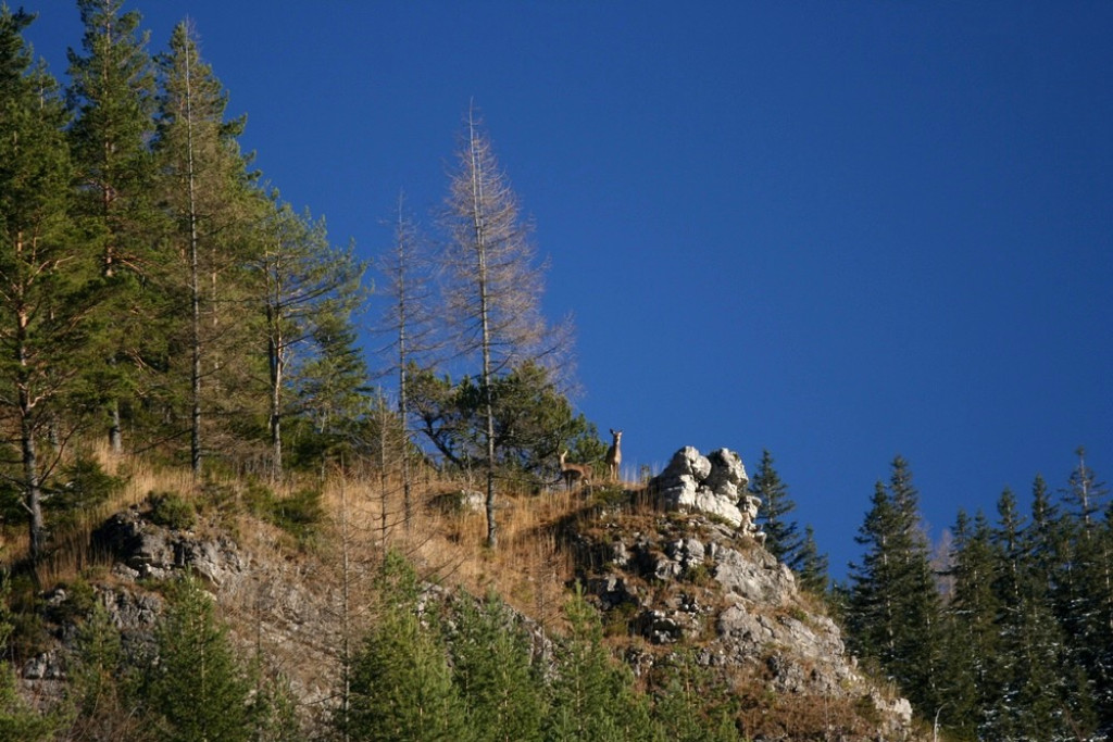 Czarny Staw i Hala Gąsienicowa