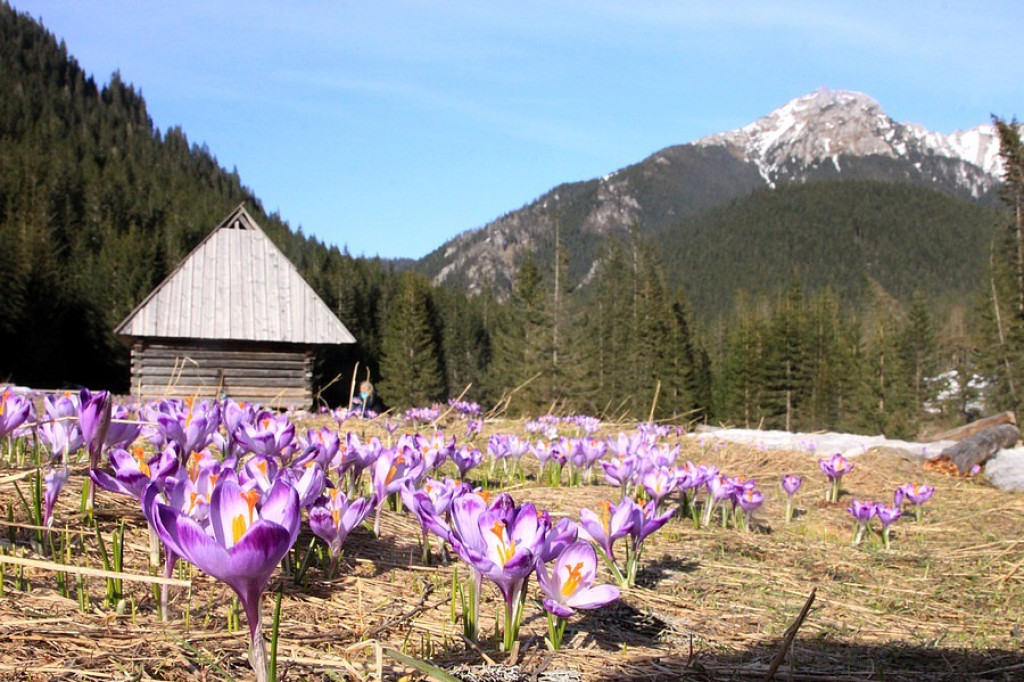 Krokusowe dywany w Dol. Chochołowskiej