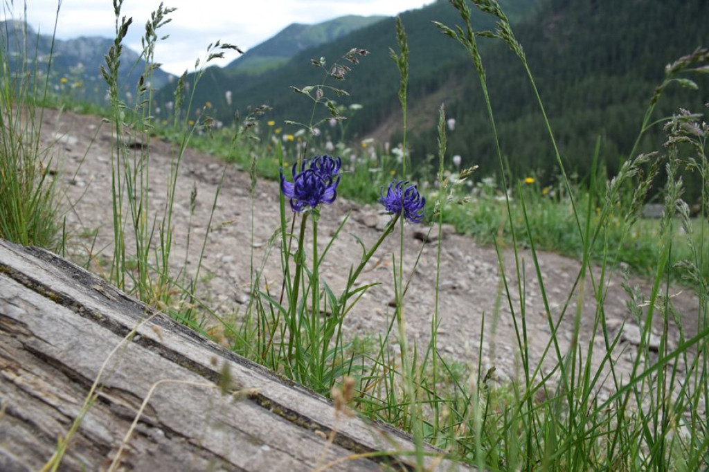 Niedziela na Polanie Chochołowskiej