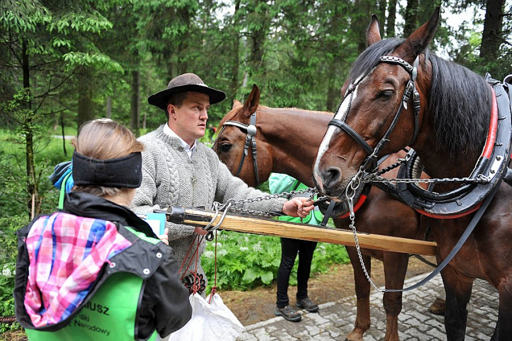 Okresowe badania koni z Morskiego Oka