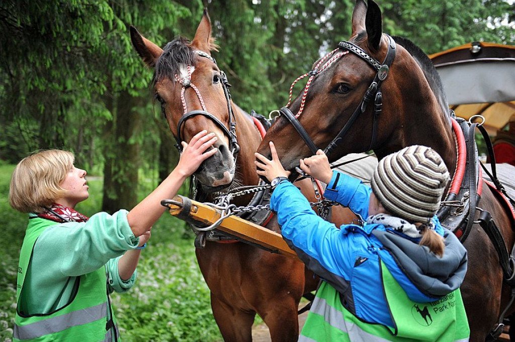 Okresowe badania koni z Morskiego Oka
