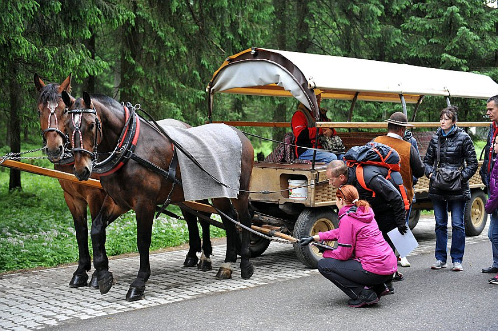 Okresowe badania koni z Morskiego Oka