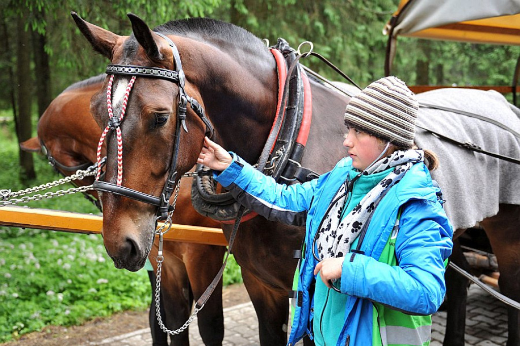 Okresowe badania koni z Morskiego Oka
