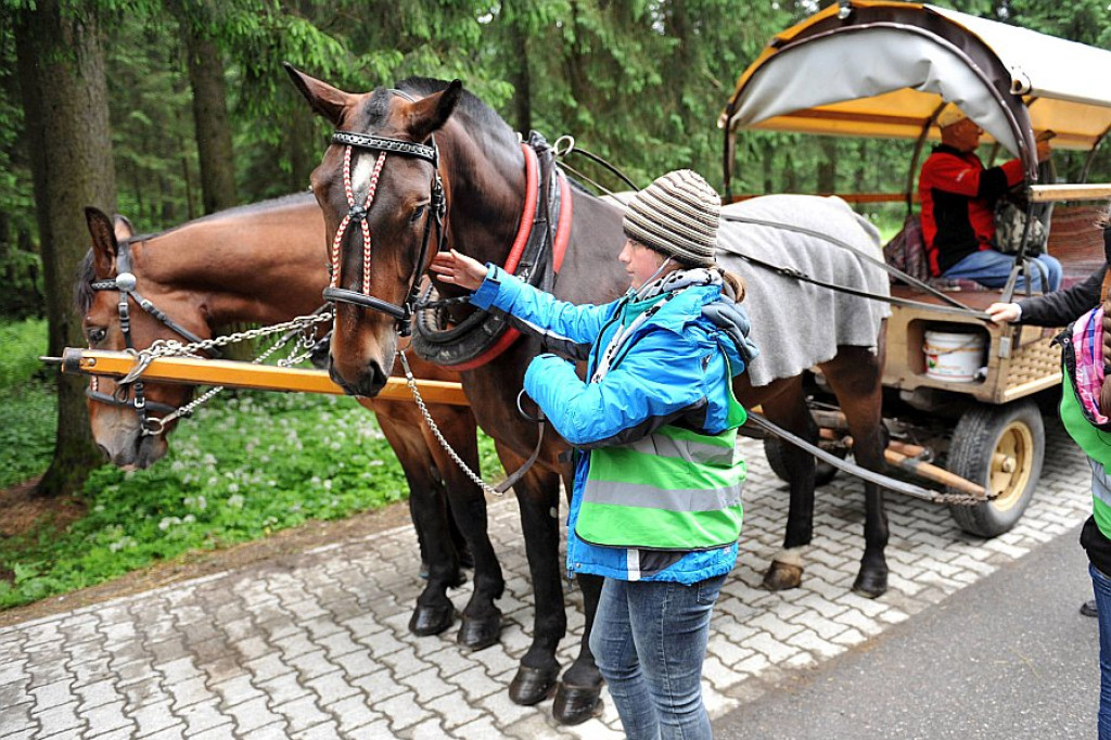 Okresowe badania koni z Morskiego Oka