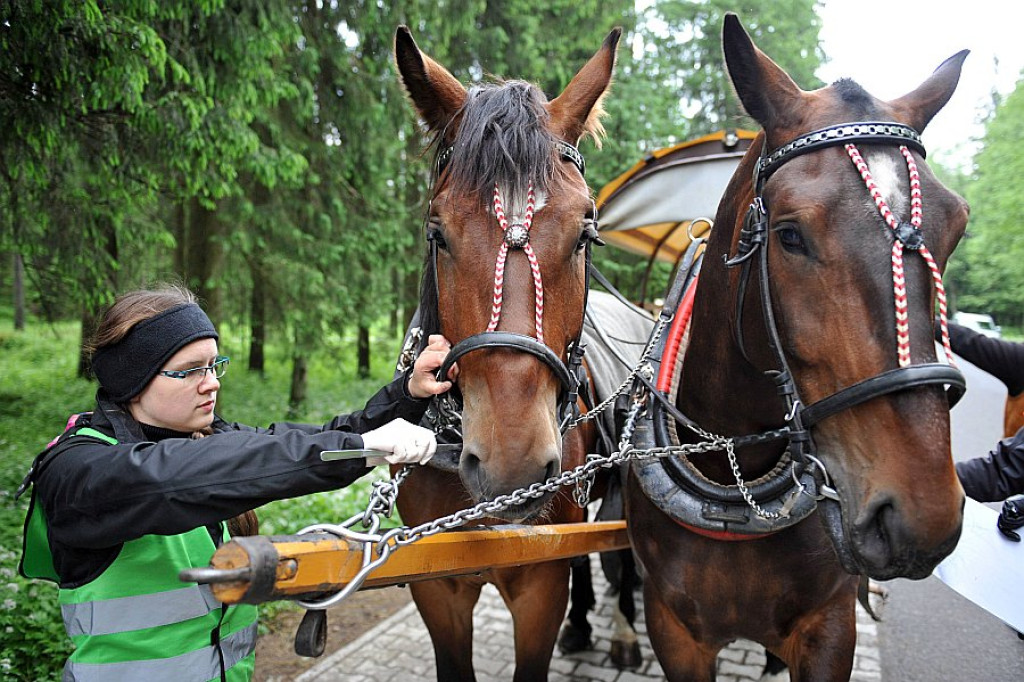 Okresowe badania koni z Morskiego Oka