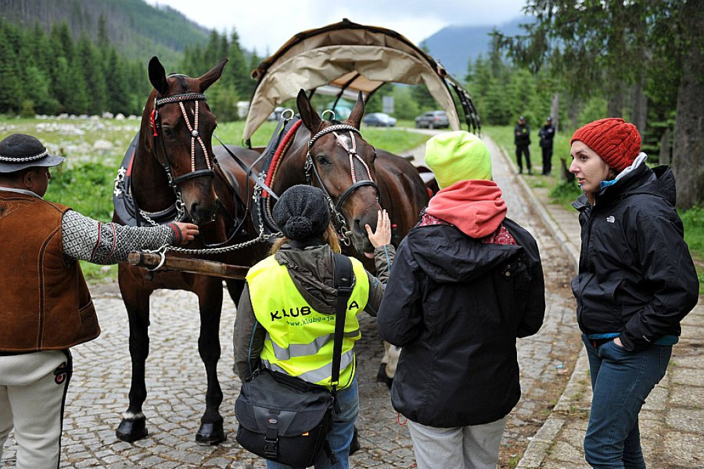 Okresowe badania koni z Morskiego Oka