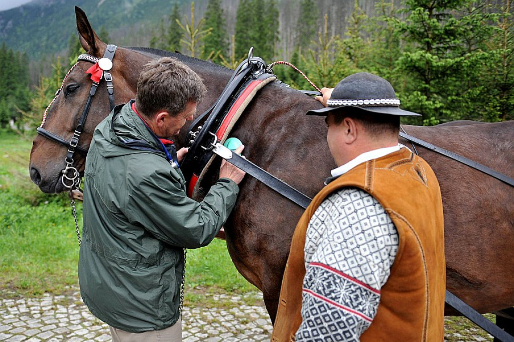 Okresowe badania koni z Morskiego Oka