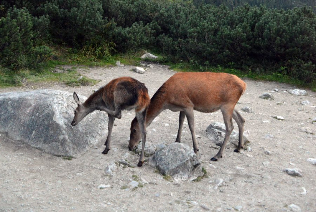Rozżarzone szyty, mroczny Mnich i posępne Morskie Oko o wieczorowej porze