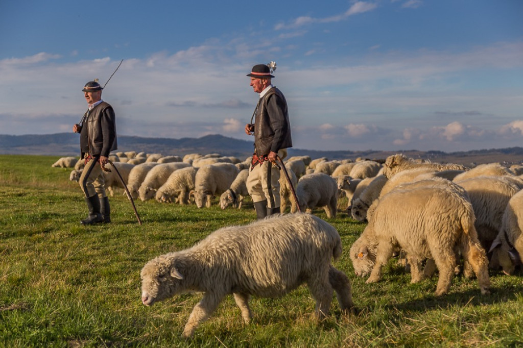 Owce wróciły z hal