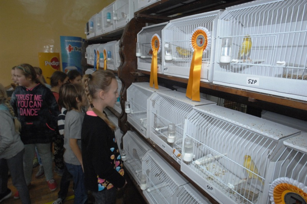 Wystawa kanarków w nowotarskiej Szkole Podstawowej nr 5