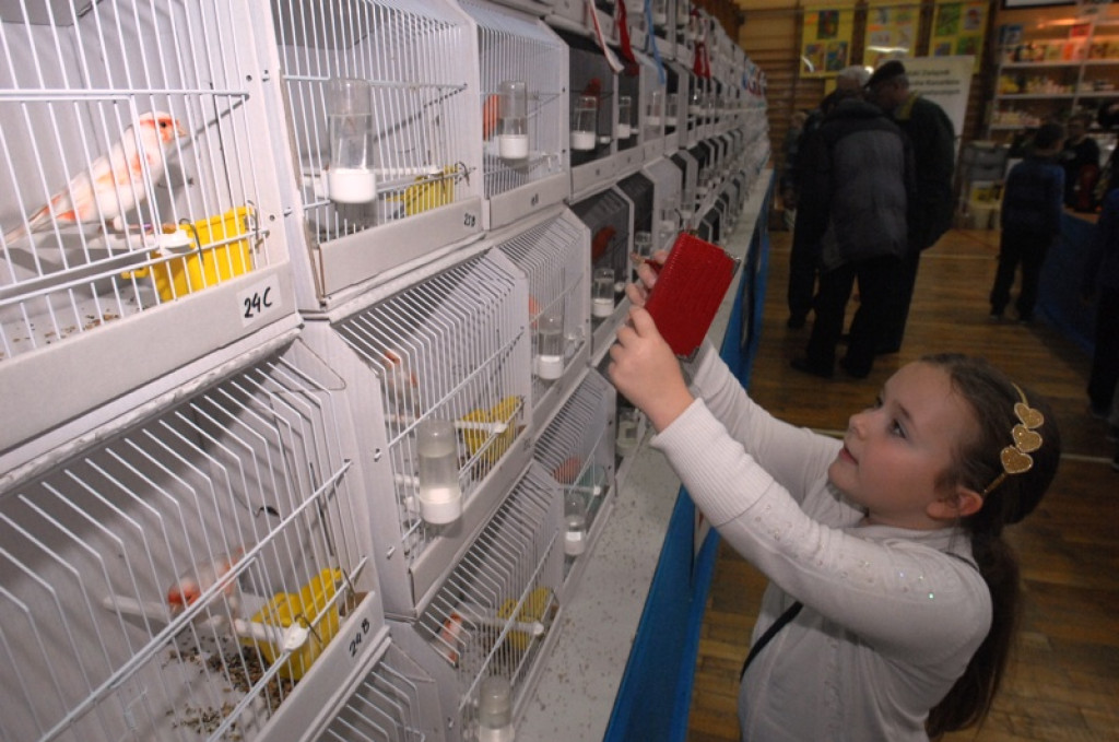 Wystawa kanarków w nowotarskiej Szkole Podstawowej nr 5