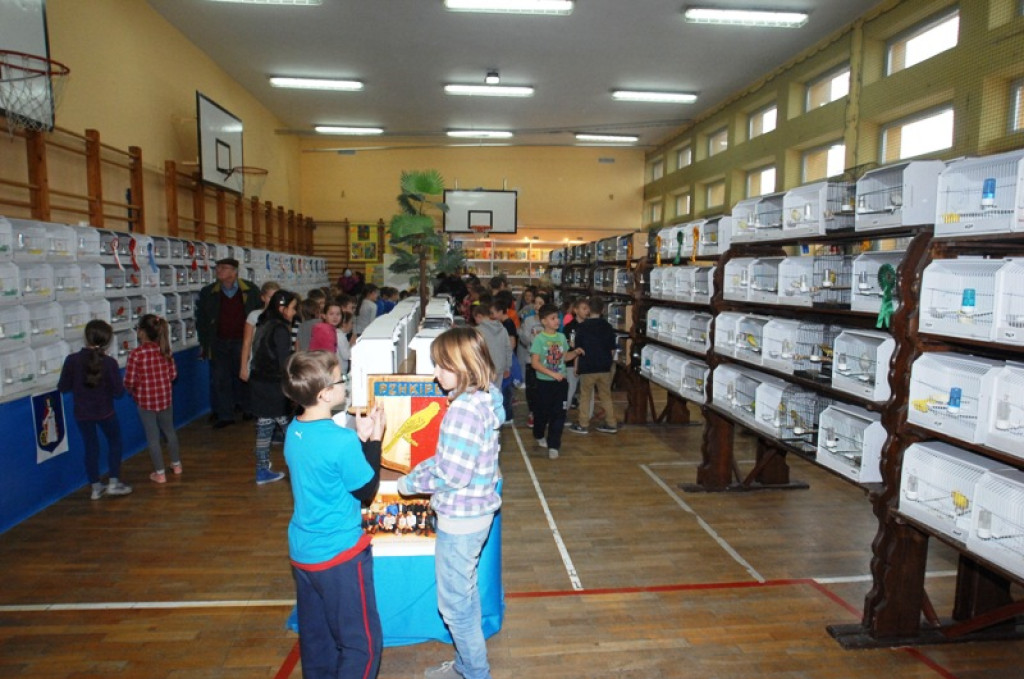 Wystawa kanarków w nowotarskiej Szkole Podstawowej nr 5