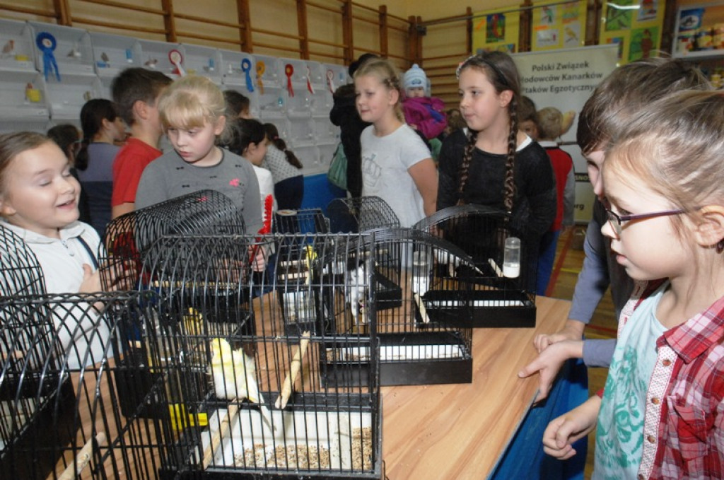 Wystawa kanarków w nowotarskiej Szkole Podstawowej nr 5