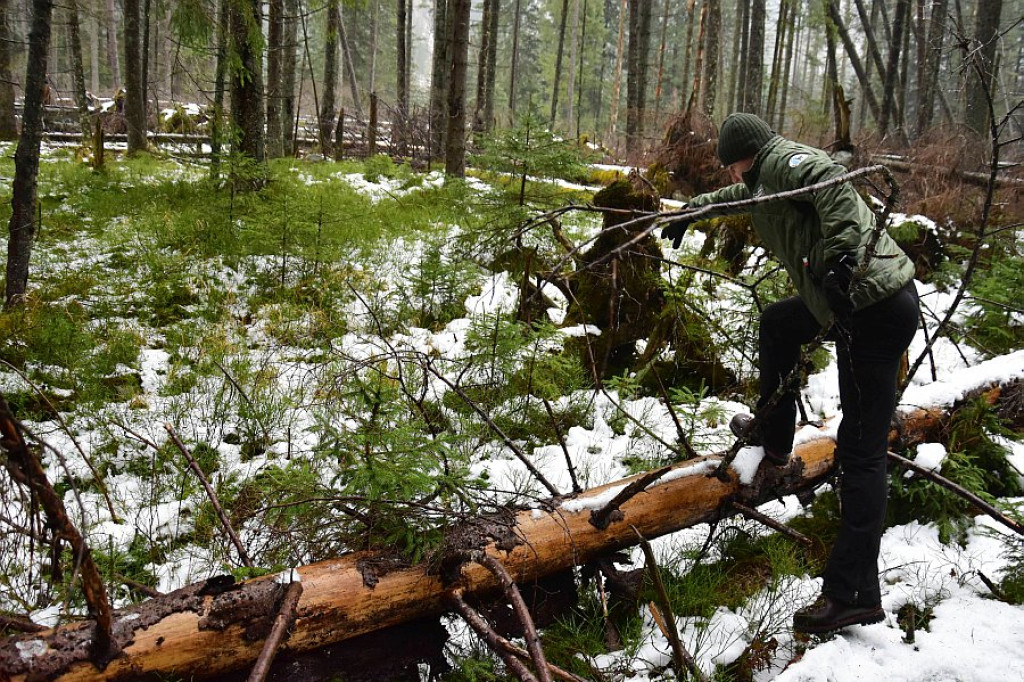 Poszukiwania Michała Kaczmarka w Dolinie Roztoki