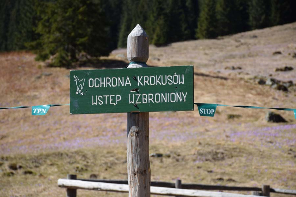 Tłumy w Chochołowskiej, a krokusy można przecież spotkać nie tylko tam