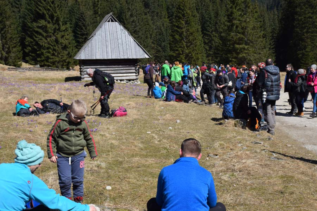 Tłumy w Chochołowskiej, a krokusy można przecież spotkać nie tylko tam