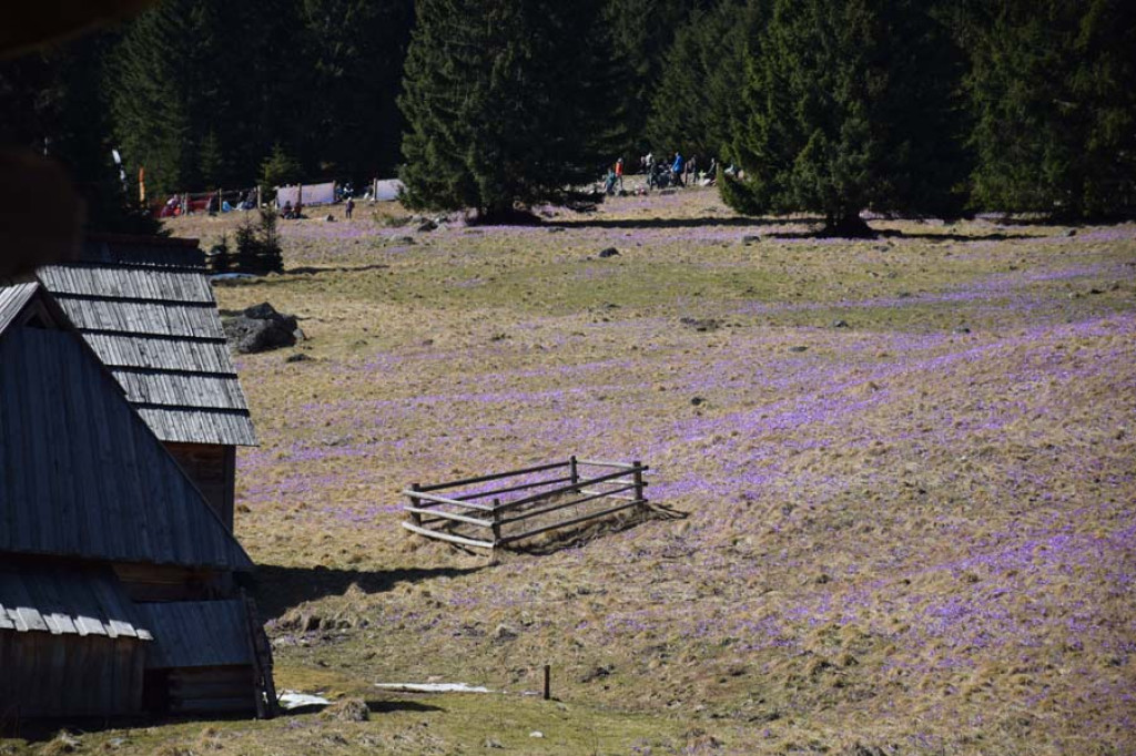 Tłumy w Chochołowskiej, a krokusy można przecież spotkać nie tylko tam