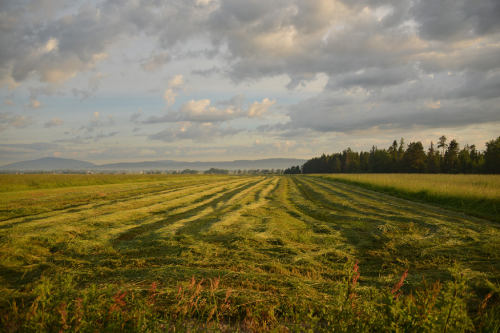 Poranek nad Rogoźnikiem