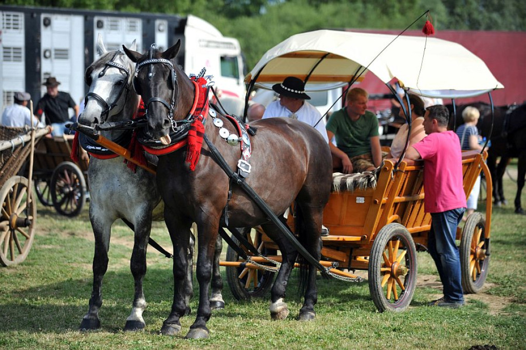 V Podhalańska Wystawa Zwierząt Hodowlanych
